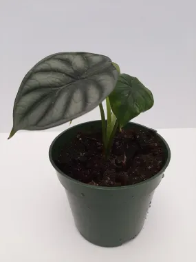 4" alocasia baginda