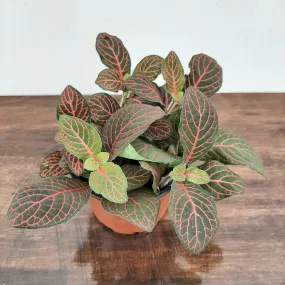 4" fittonia red