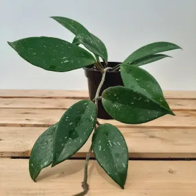 4" hoya pubicalyx