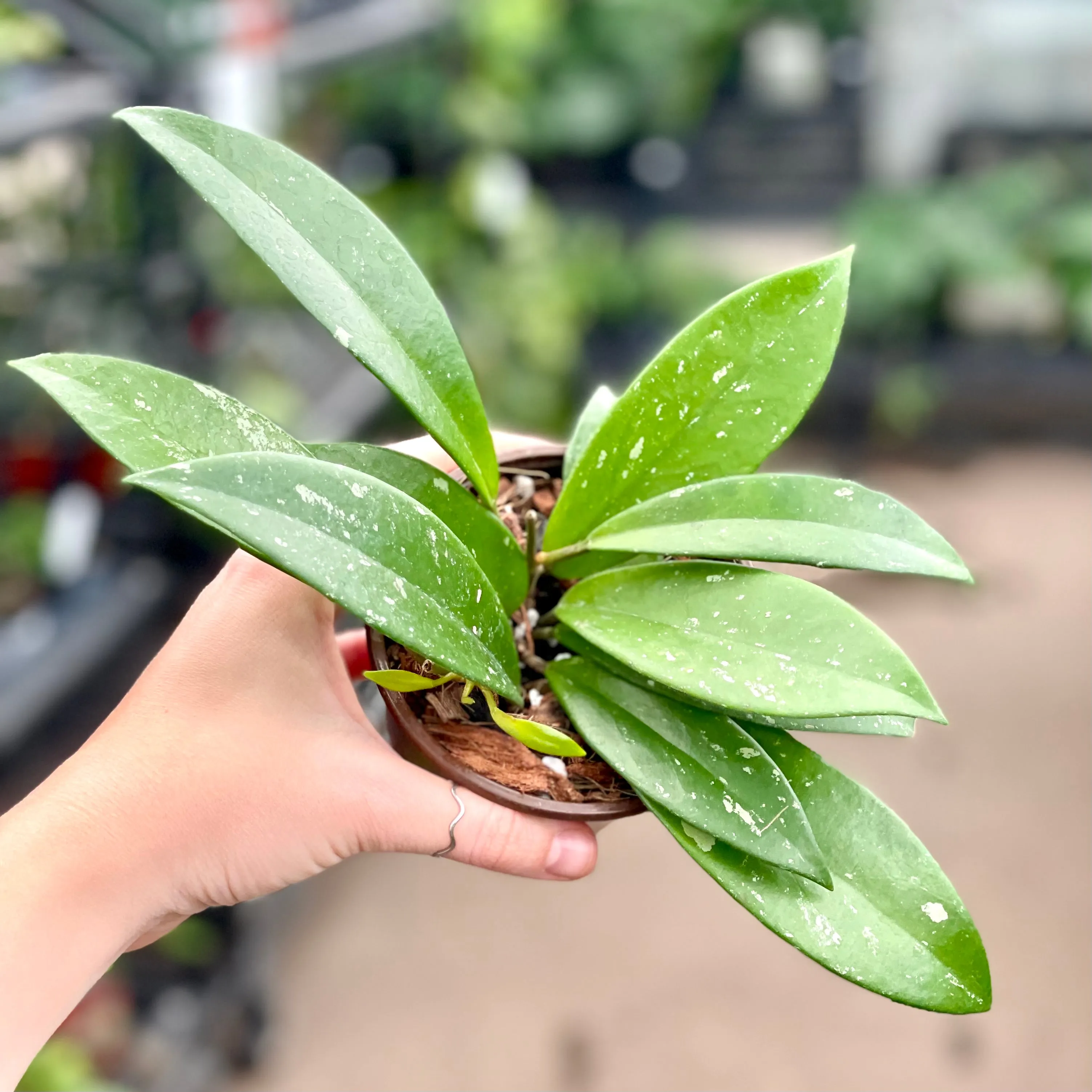 4" hoya pubicalyx