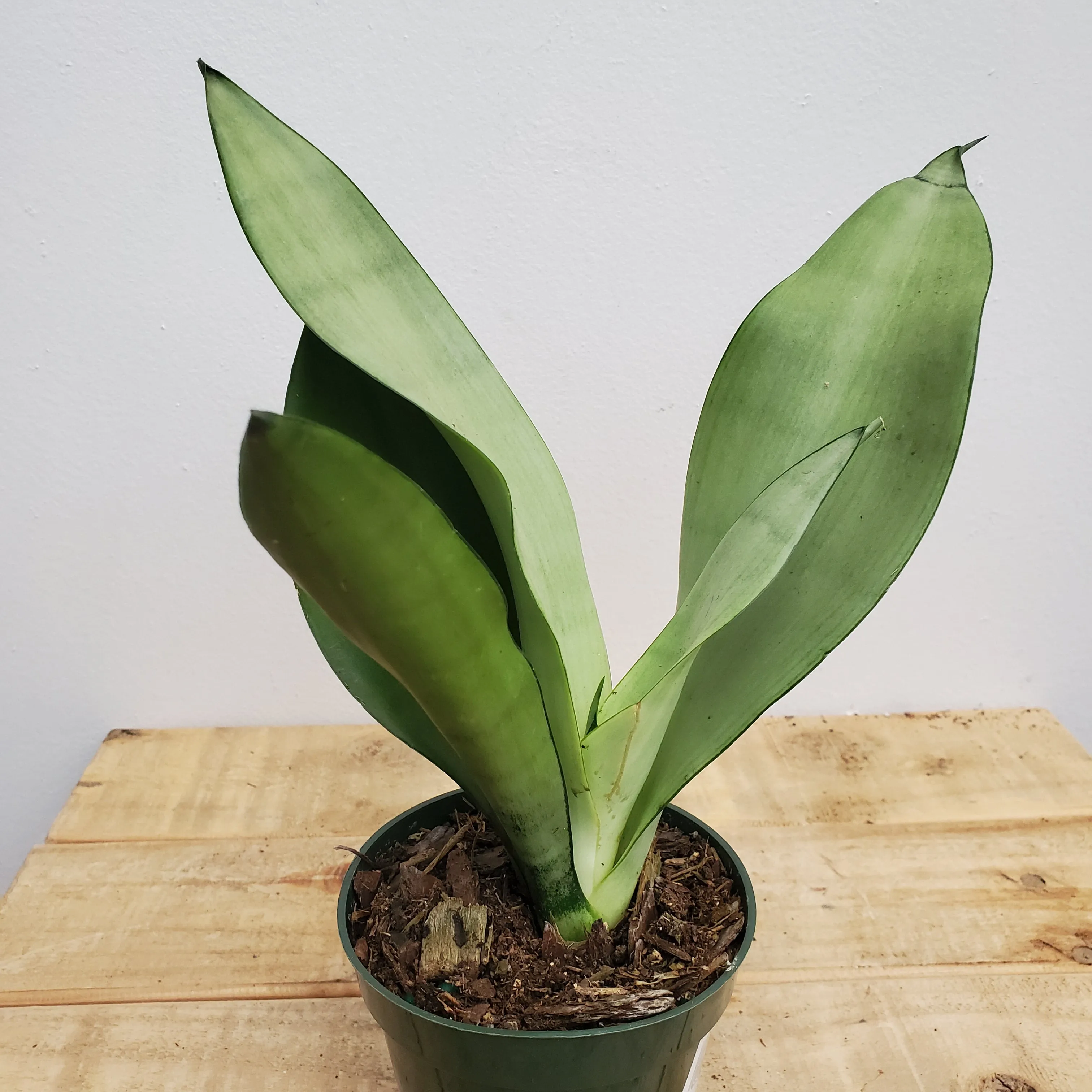 4" sansevieria moonshine