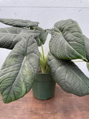 6" alocasia maharani