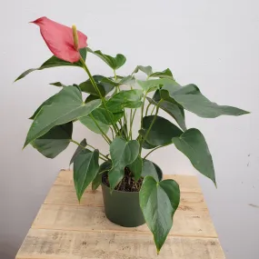 6" anthurium fire glow