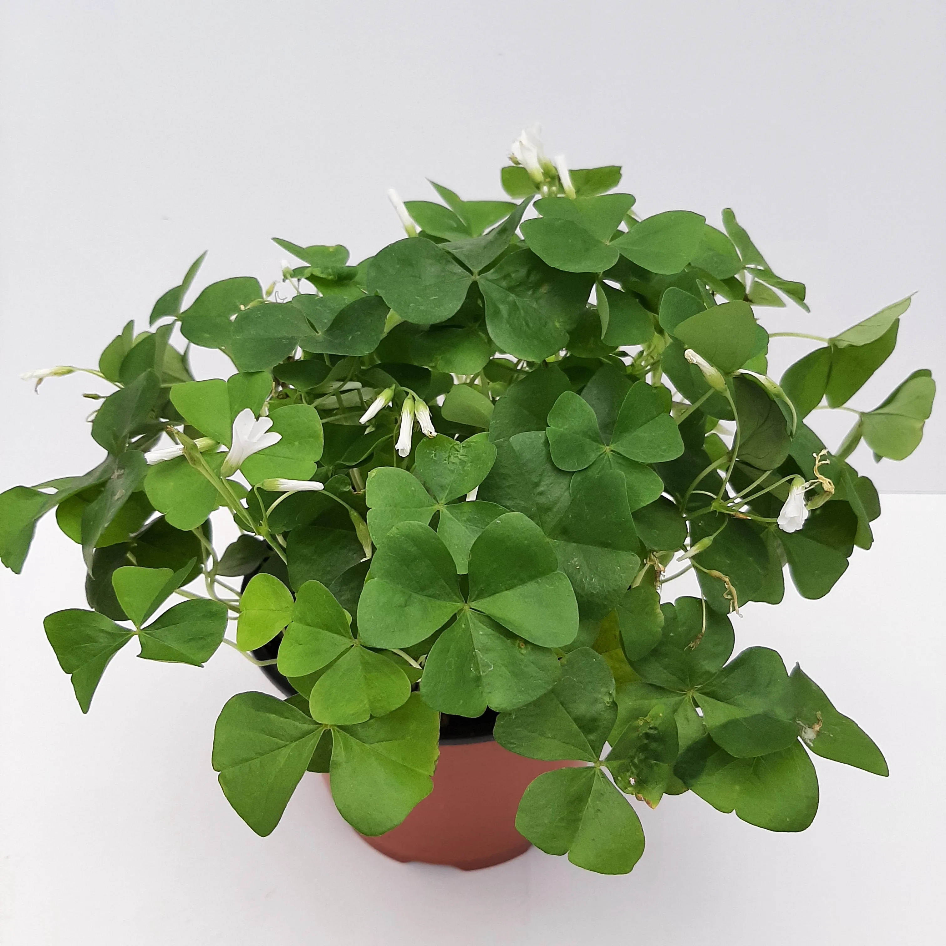 6" oxalis green