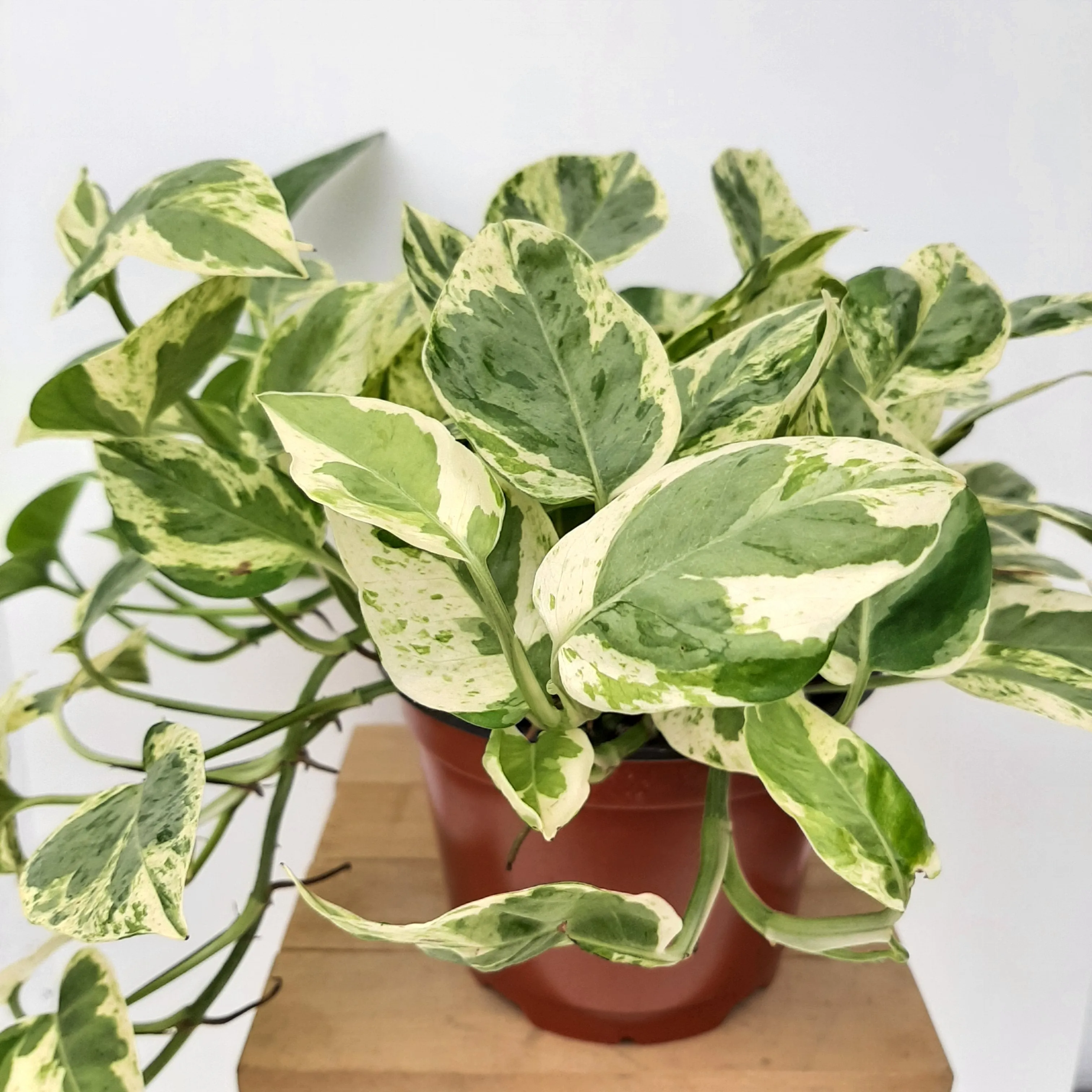 6" pothos pearls & jade