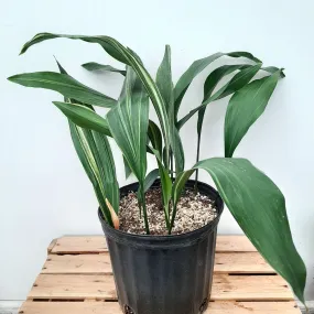 8" aspidistra cast iron plant