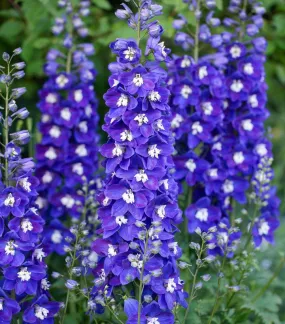 Delgenius™ Blue Fabulosa Delphinium