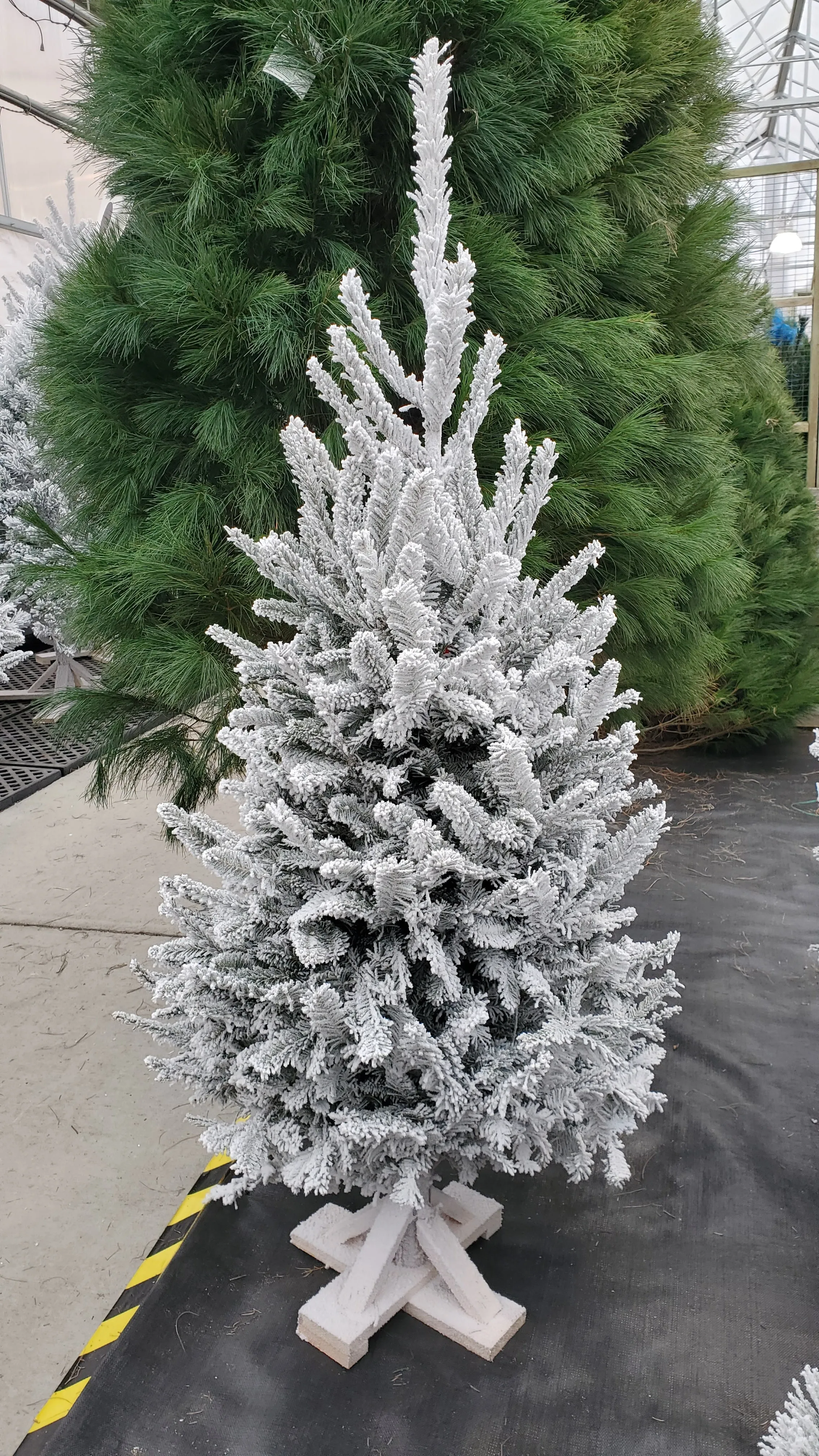 white flocked fraser fir  4'-5'